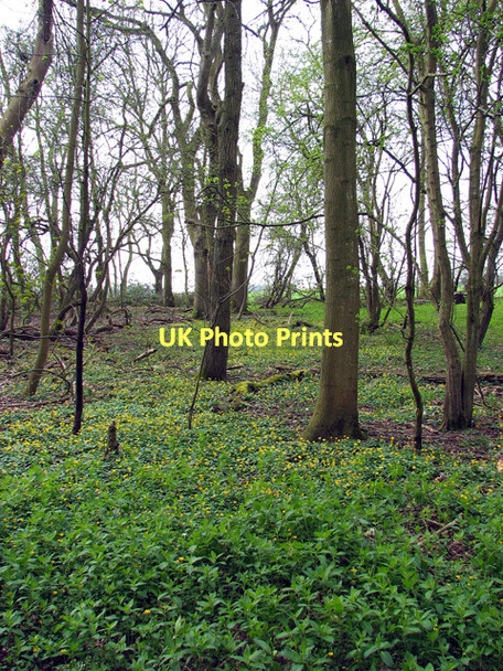 Photo 6"x4" Spring flowers in Crow Green Wood Green\/TM2091 c2011