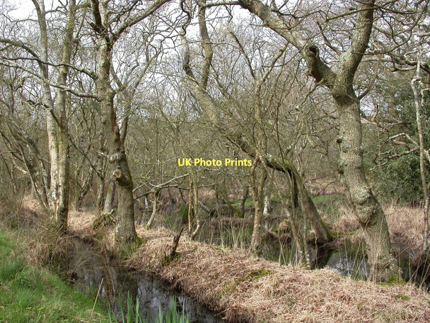 Photo 6"x4" Avon, willow carr Bisterne c2011