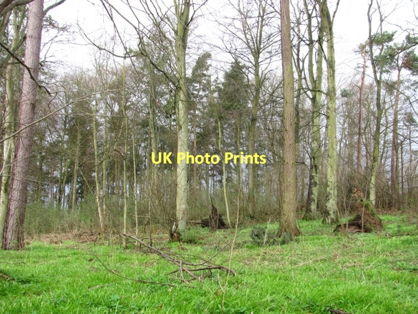 Photo 6"x4" Woodland, Lennel Coldstream\/NT8439 c2011