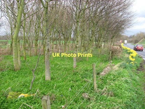 Photo 6"x4" Woodland beside the A698 Coldstream\/NT8439 c2011