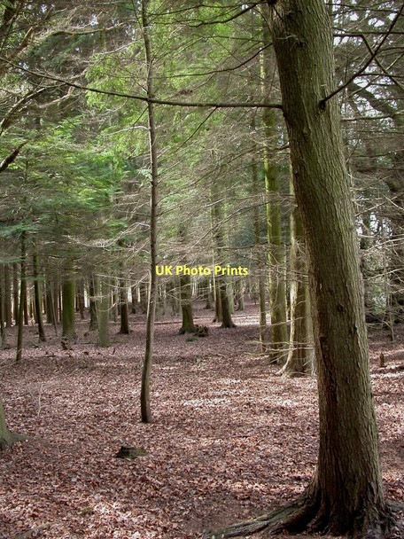 Photo 6"x4" North Kingston, Gaddens Ringwood\/SU1505 c2011