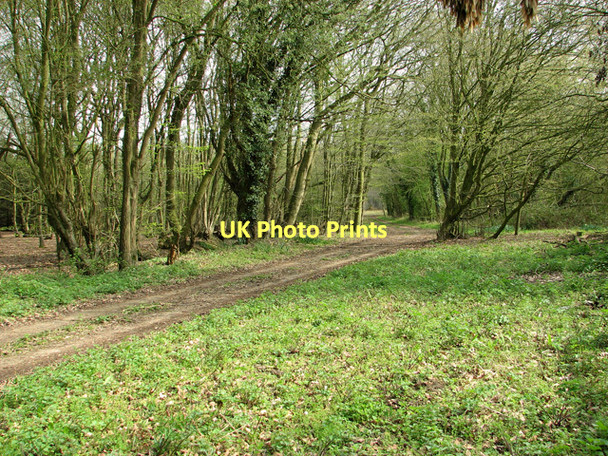 Photo 6"x4" Track in Billingford Wood, Upper Billingford Upper Street\/TM1780 c2011