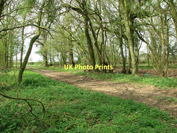 Photo 6"x4" Track in Billingford Wood, Upper Billingford Upper Street\/TM1780 c2011