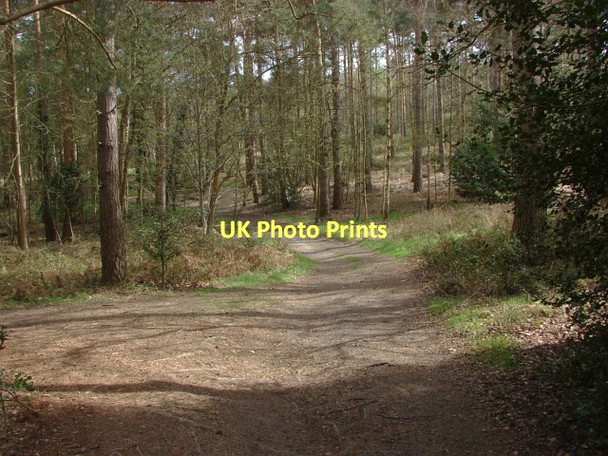 Photo 6"x4" Sunningdale Golf Course Scotswood\/SU9466 c2011