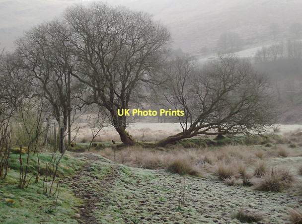 Photo 6"x4" Old oaks on a frosty morning Dolgoch\/SN8056 c2011