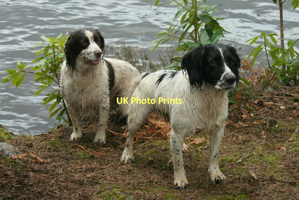 Photo 6"x4" Geograph Dog 2 Cranloch\/NJ2858 c2011