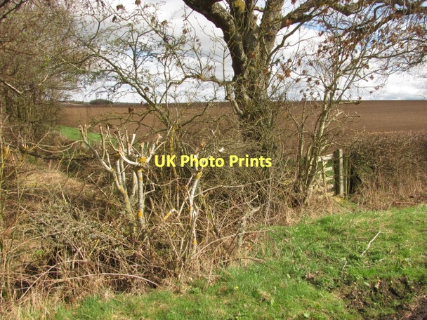 Photo 6"x4" Wideopen Plantation edge Grindon\/NT9144 c2011