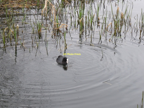 Photo 6"x4" The Cromford Canal Cromford c2011