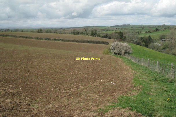 Photo 6"x4" Field of emerging maize Abbotsleigh c2011
