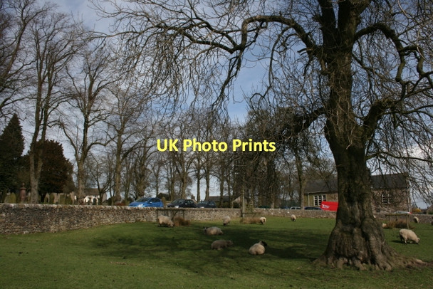 Photo 6"x4" Sheep Pasture, Warslow Warslow c2011