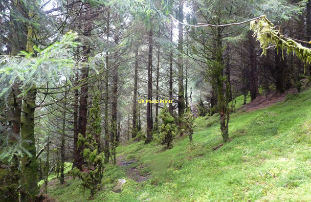 Photo 6"x4" Forest in Glen Dochart Stob an-t-Suidhe c2011