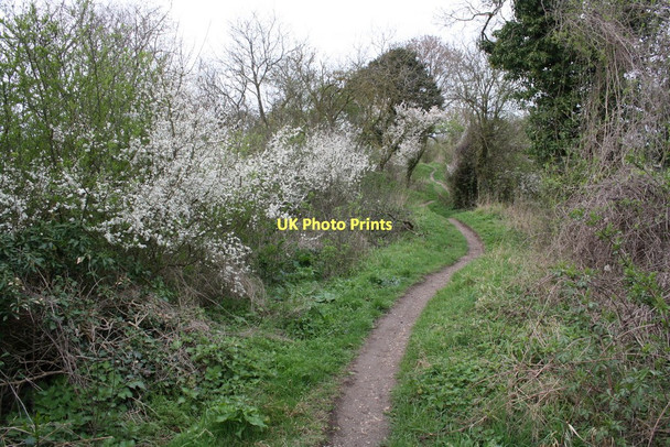 Photo 6"x4" View along Grims Ditch (Ridgeway) Wallingford c2011
