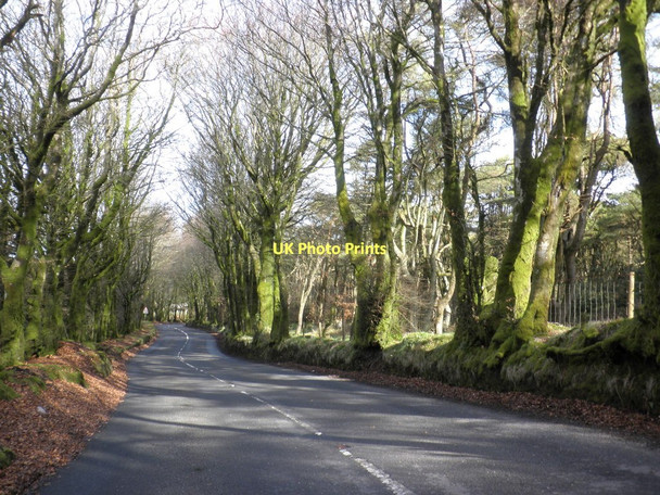 Photo 6"x4" Trees, lining the A39, in Metcombe Plantation Oareford c2011