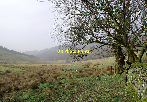 Photo 6"x4" Spring morning in the Tywi Valley, Ceredigion Dolgoch\/SN8056 c2011