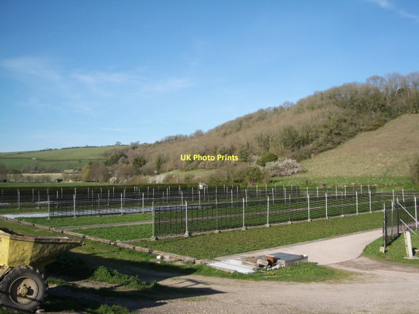 Photo 6"x4" Sydling Water: watercress beds at Magiston Frampton\/SY6295 c2011