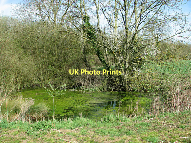 Photo 6"x4" Small pond on Dumpling Green, East Dereham Dumpling Green c2011