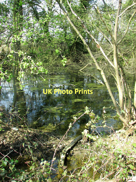 Photo 6"x4" Pond in thicket beside farm track east of Dumpling Green Dumpling Green c2011