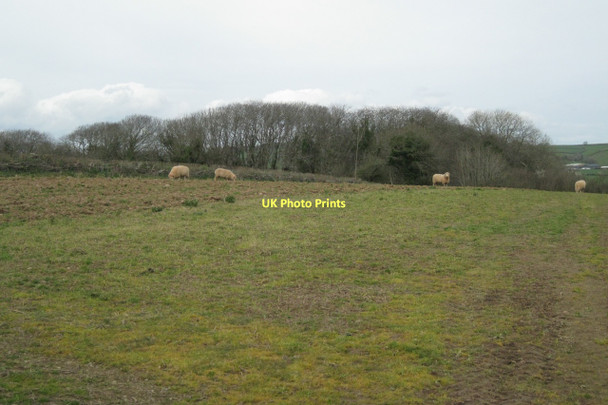 Photo 6"x4" Sheplegh Wood Abbotsleigh c2011