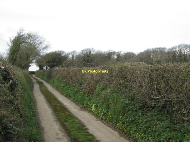 Photo 6"x4" Lane past Sheplegh Wood Abbotsleigh c2011