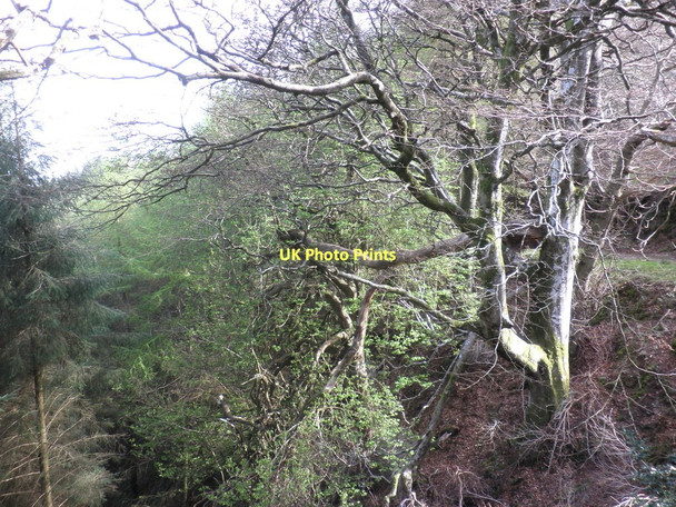 Photo 6"x4" Woodland, above Coscombe Malmsmead c2011