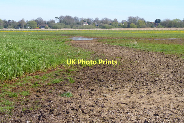 Photo 6"x4" Fenced Farm Land by Coward's Marsh Fairmile\/SZ1594 c2011