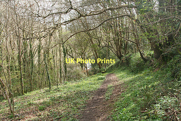 Photo 6"x4" Saltash: path from Elm Gate Trehan c2011