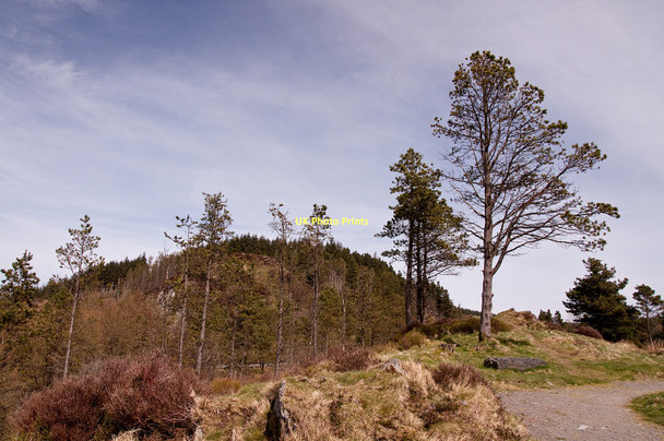 Photo 6"x4" Pines on viewpoint at Lynn Brianne Reservoir Nant Cwm-bys c2011