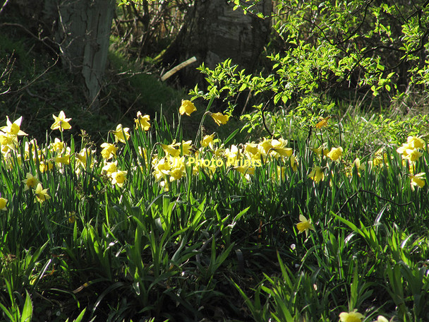 Photo 6"x4" Wild Daffodils near the River Esk Westerdale\/NZ6605 c2011
