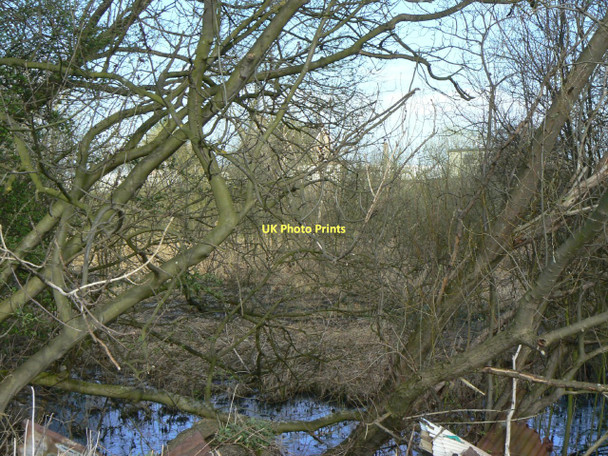 Photo 6"x4" North Carr Nature Reserve Misterton Soss c2011