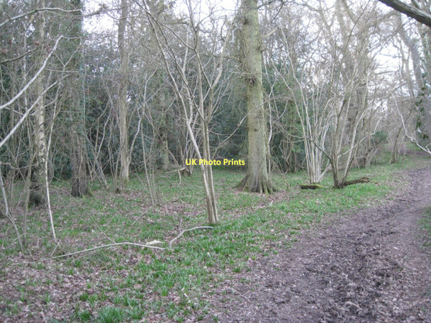 Photo 6"x4" East side of Knowle's Wood Tattle Bank c2011