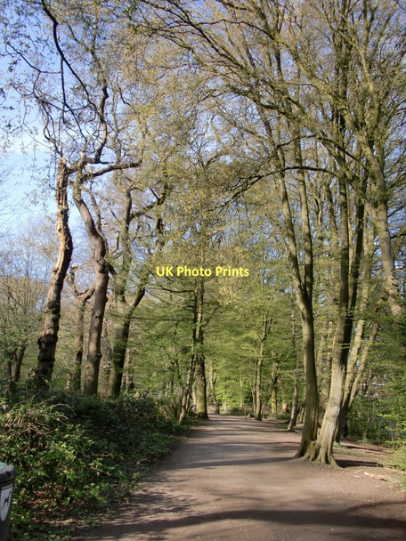 Photo 6"x4" Highgate Wood in early April (2) Hornsey c2011