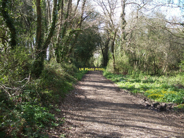 Photo 6"x4" Holm Bushes bridle path in early spring Higher Totnell c2011
