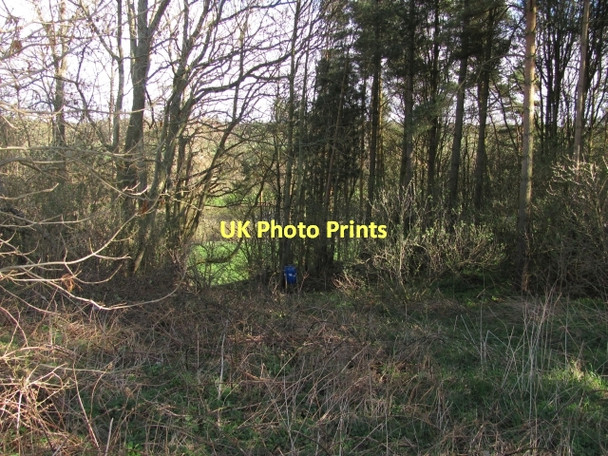 Photo 6"x4" Woodland above the Tweed Melkington c2011