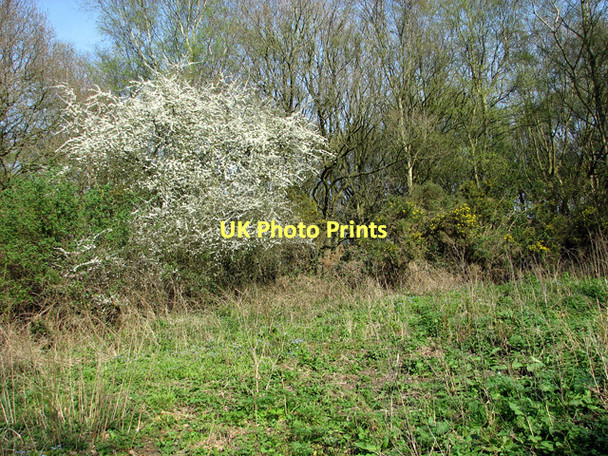 Photo 6"x4" Flowering shrubs on the edge of Salthouse Heath Salthouse\/TG0743 c2011