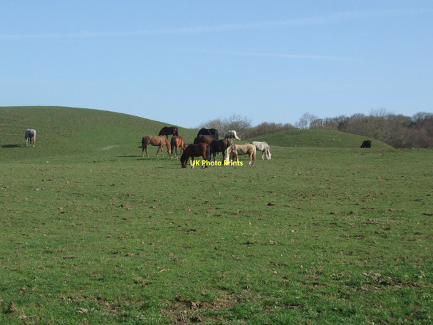Photo 6"x4" These are not in today's Grand National Llansanffraid Glan Conwy c2011