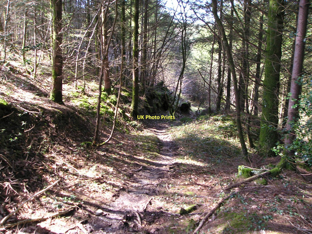 Photo 6"x4" Path in the woods Cynwyl Elfed c2011