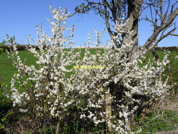 Photo 6"x4" Blackthorn blossom in hedgerow below Lumby Law Edlingham c2011