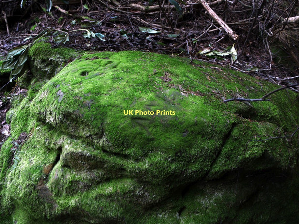 Photo 6"x4" Moss-covered cup and ring marked rock, Lemmington Wood Edlingham c2011