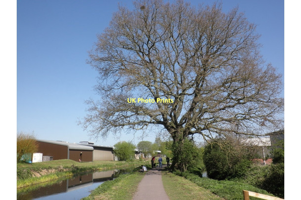 Photo 6"x4" Bridgwater Canal Taunton\/ST2324 c2011