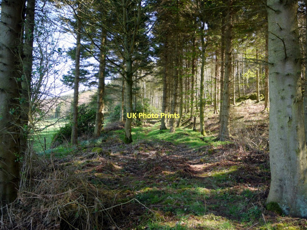 Photo 6"x4" Footpath to Broome Wood, Lemmington Wood Edlingham c2011