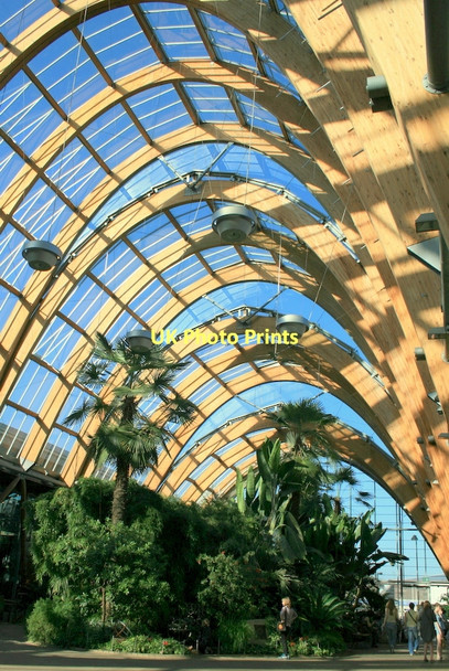 Photo 6"x4" Spring in the Winter Garden Sheffield\/SK3587 c2011