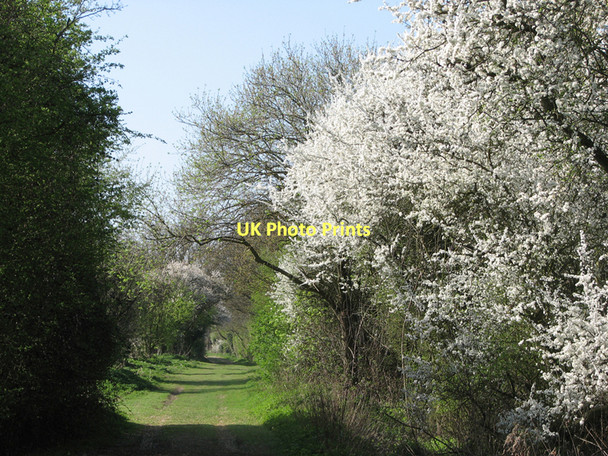 Photo 6"x4" The Lane in spring Harston\/TL4251 c2011