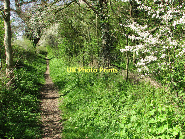 Photo 6"x4" Flowering shrubs beside the path Brooke\/TM2899 c2011
