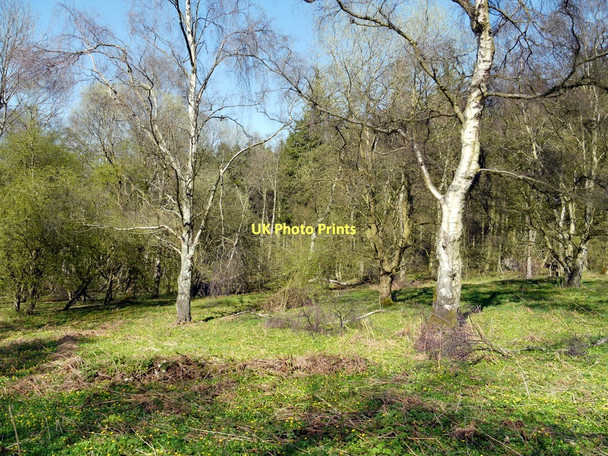 Photo 6"x4" Wood west of Broome Wood Bolton\/NU1013 c2011