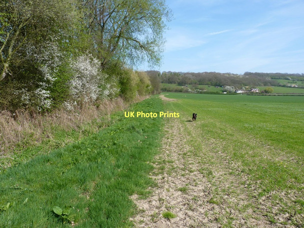 Photo 6"x4" Wheat on the floodplain of the Severn Buildwas c2011