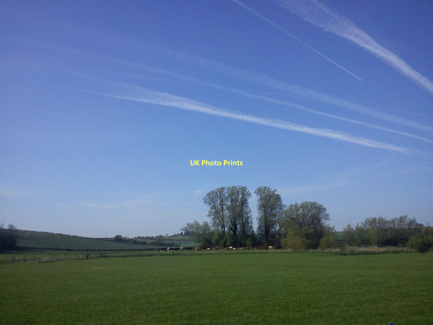 Photo 6"x4" Large Stand of Trees & Cows by Windrush River Asthall c2011
