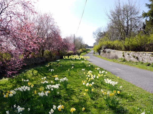 Photo 6"x4" Spring flowers, Edlingham village Edlingham c2011