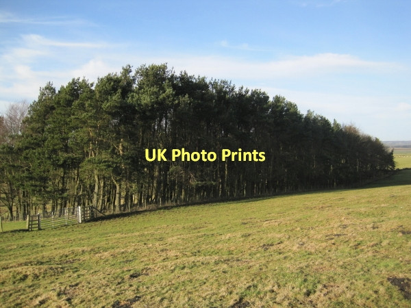 Photo 6"x4" Moorlaw Plantation Kirkheaton\/NZ0177 c2011