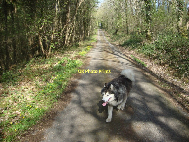 Photo 6"x4" Lane from Williamston to Benton Castle Burton\/SM9805 c2011