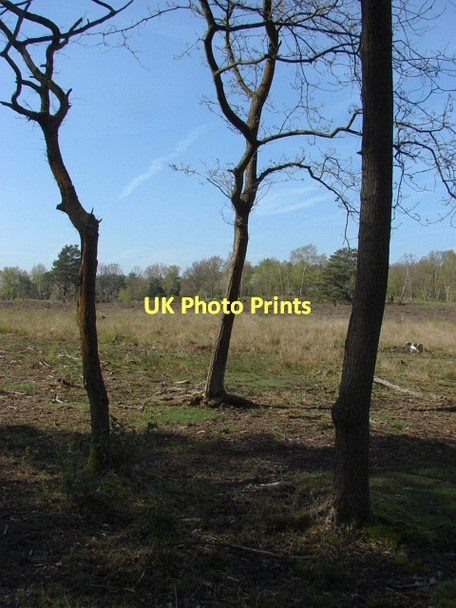 Photo 6"x4" Bullswater Common Fox Corner\/SU9654 c2011